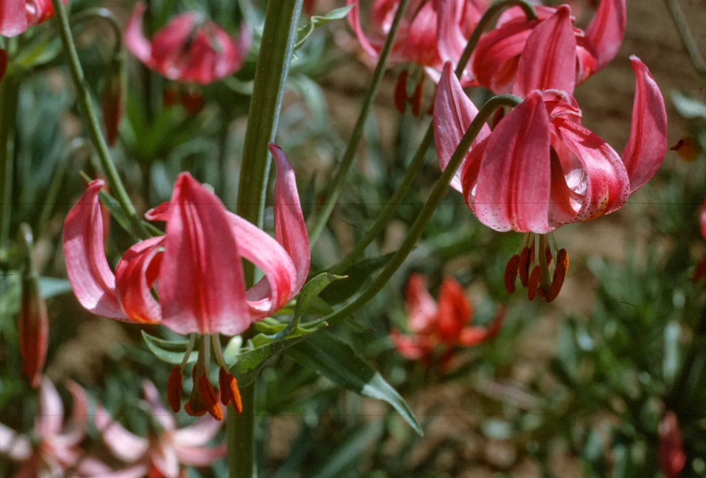 Lilium kelloggii, hybrid