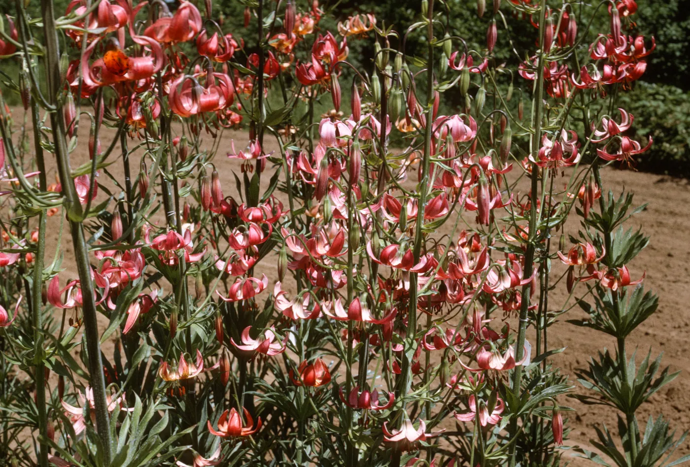 Lilium kelloggii, hybrid