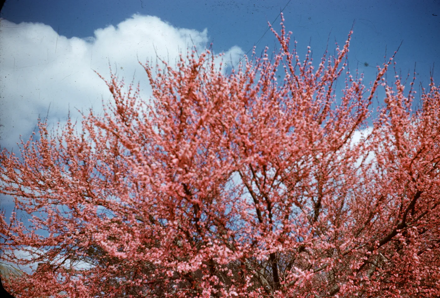 Cercis occidentalis, 