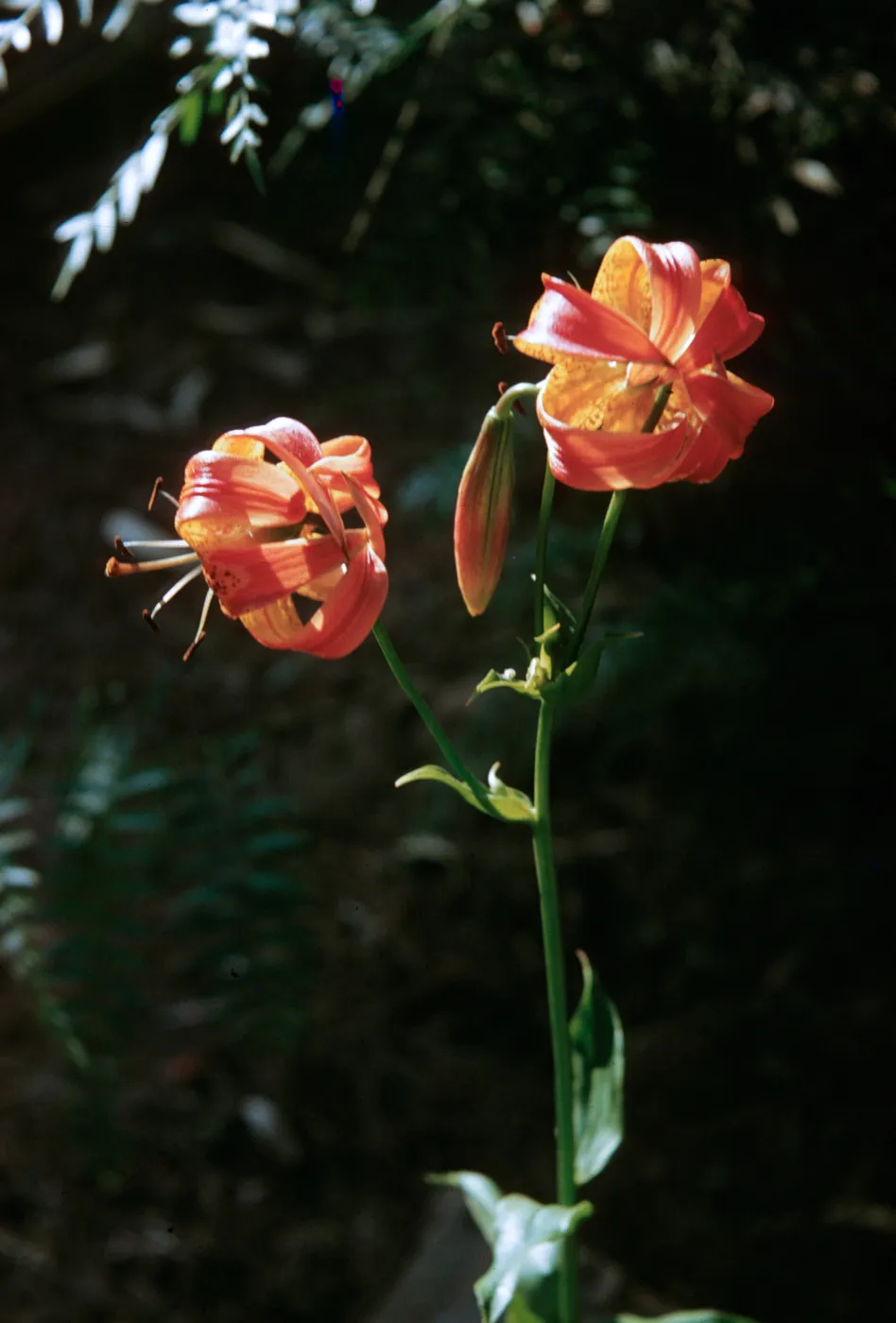 Lilium pardalinum