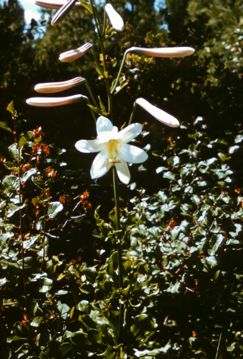 Lilium washingtonianum type