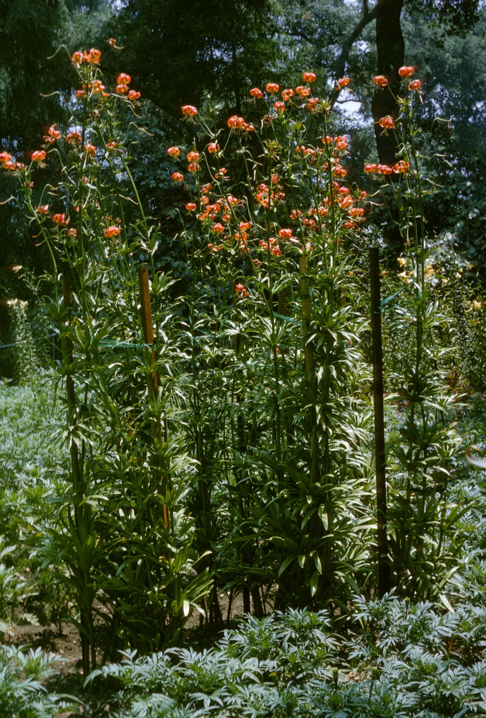 Lilium pardalinum, fragrans