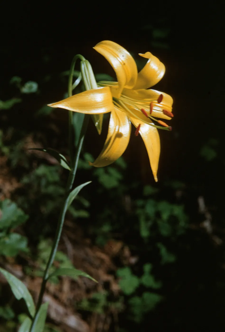 Lilium parryi, Big Bear Valley California