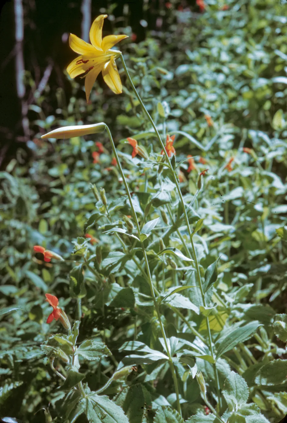 Lilium parryi
