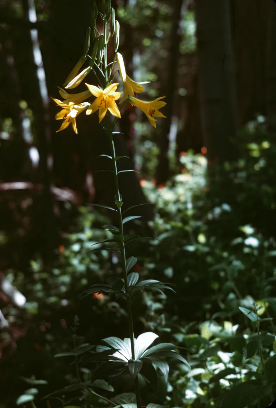 Lilium parryi, in wild
