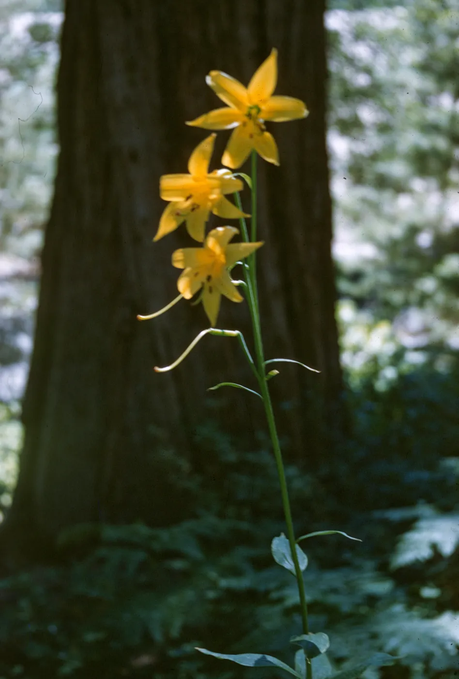Lilium parryi