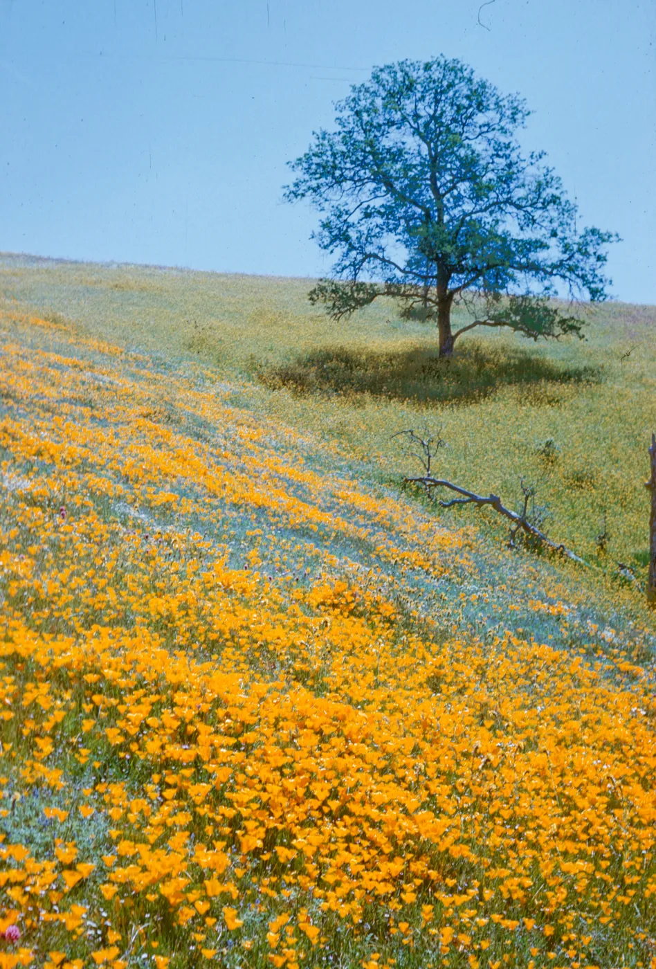 Gold fields, field of wildflowers, north Kern