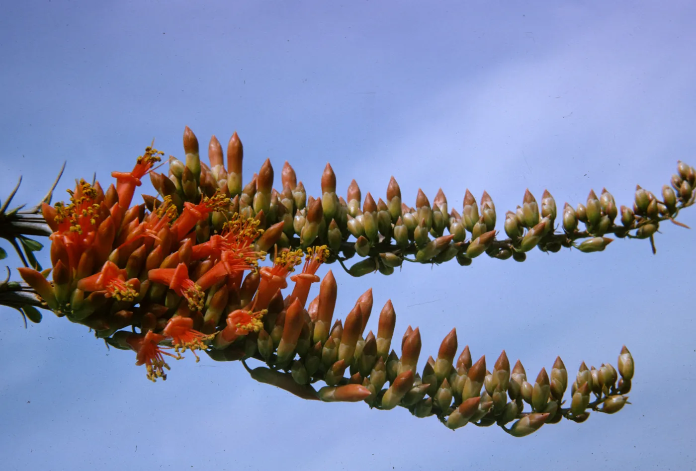 Fouquieria splendens