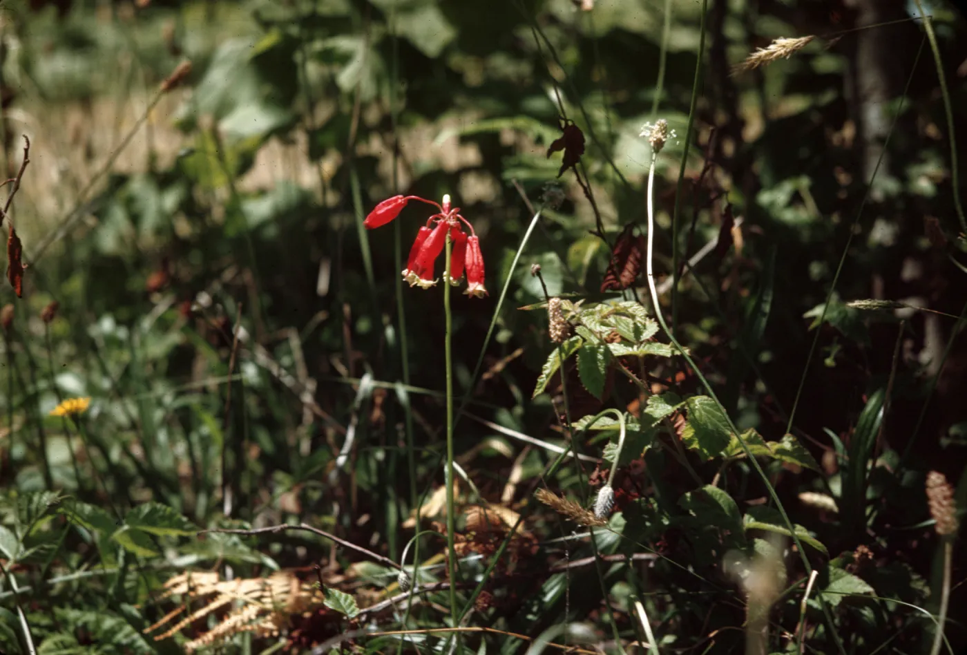 Brodiaea ida-Maia, firecracker