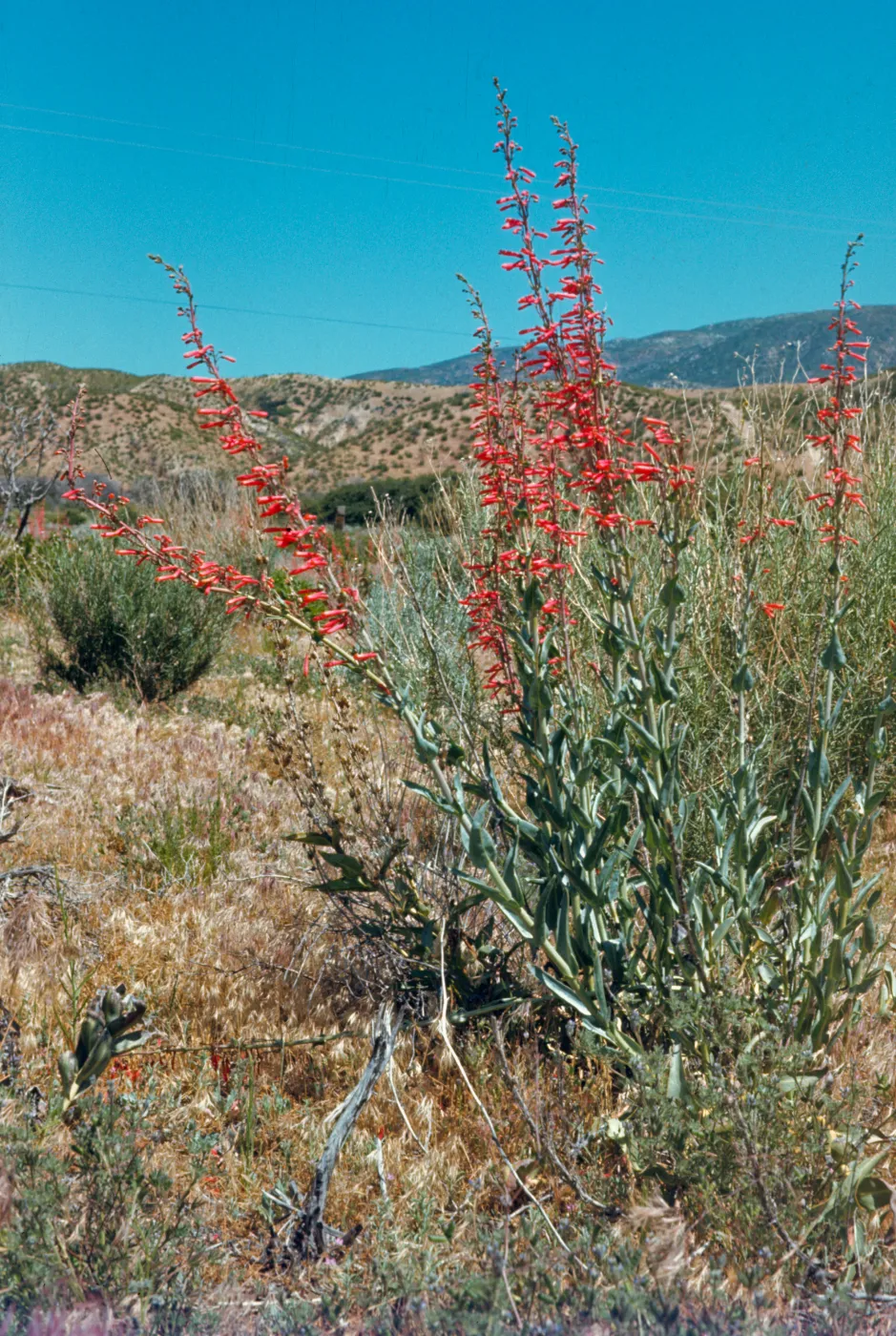 Penstemon centranthifolius