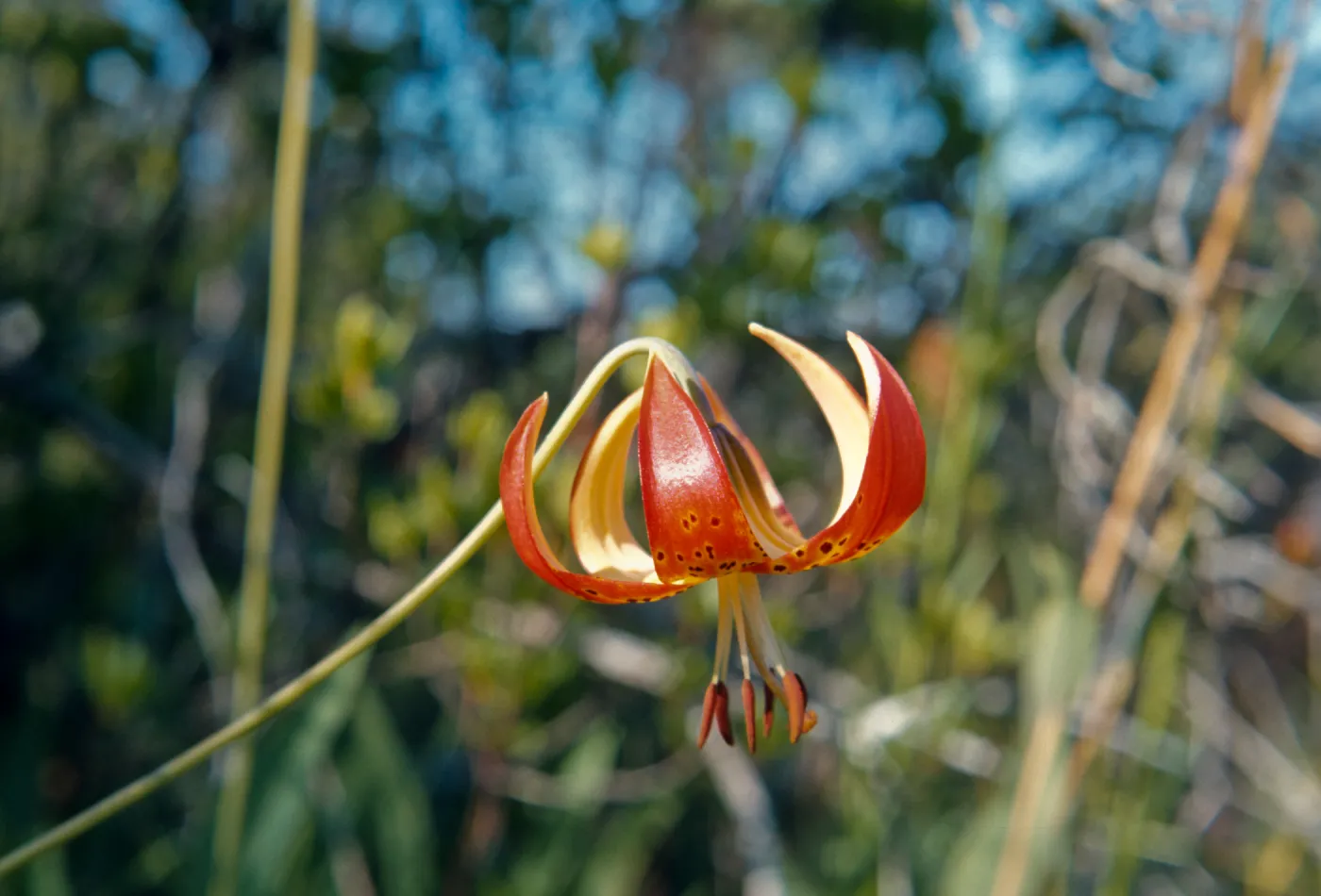 Lilium pardalinum, Grass Valley