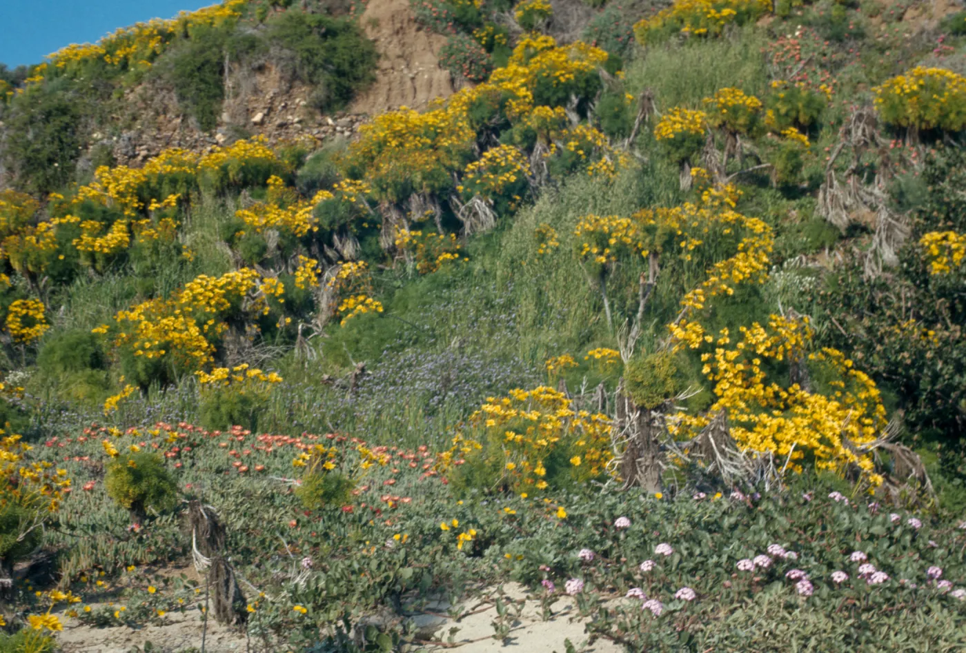 Coreopsis, asteraceae