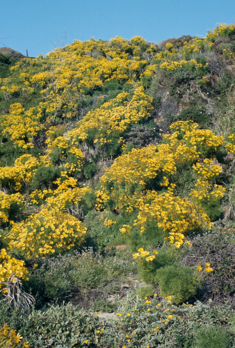 Coreopsis gigantea