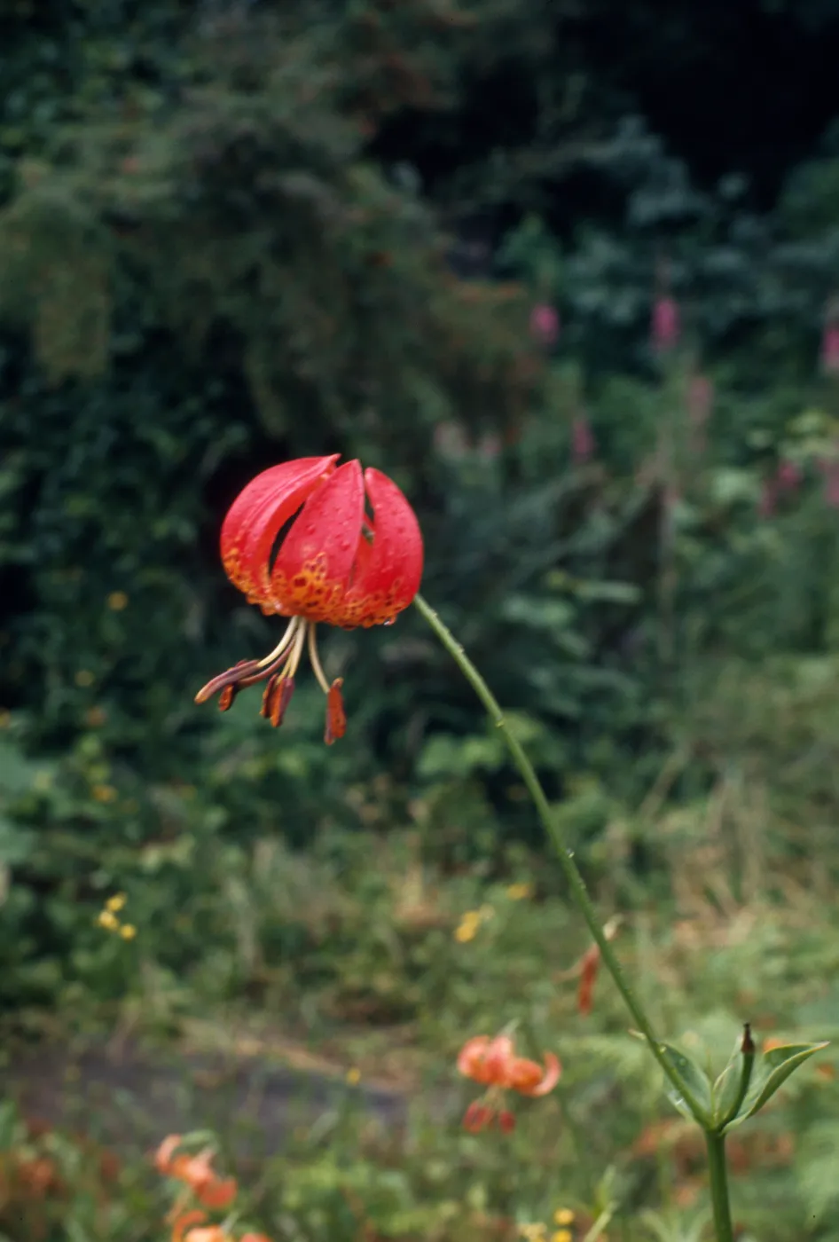Lilium pardalinum, red