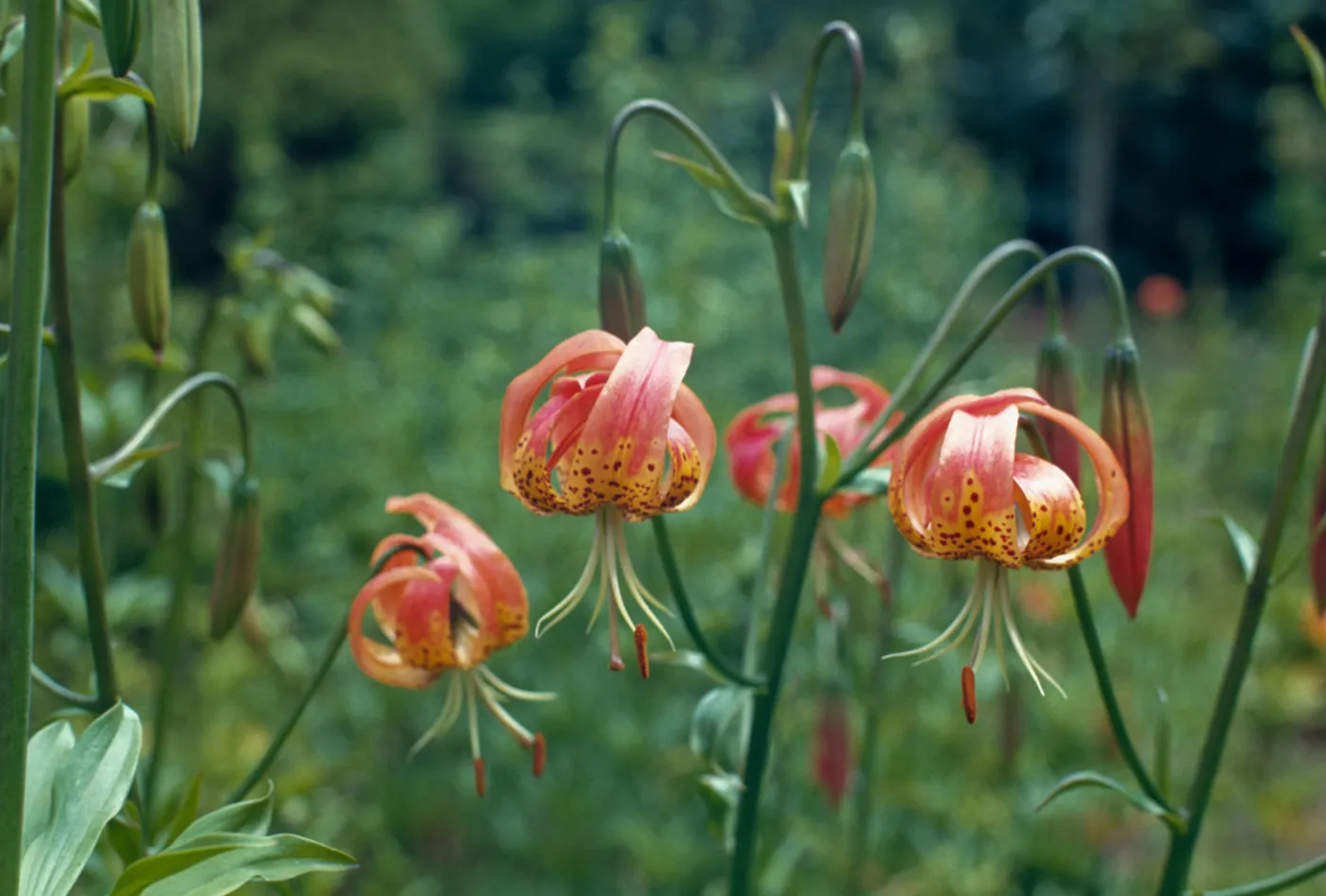 Lilium pardalinum