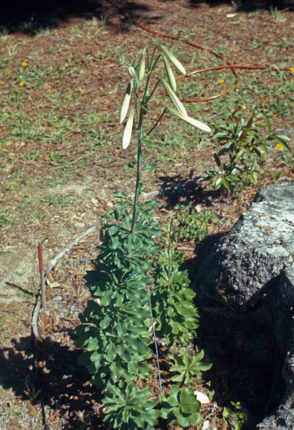 Lilium washingtonianum
