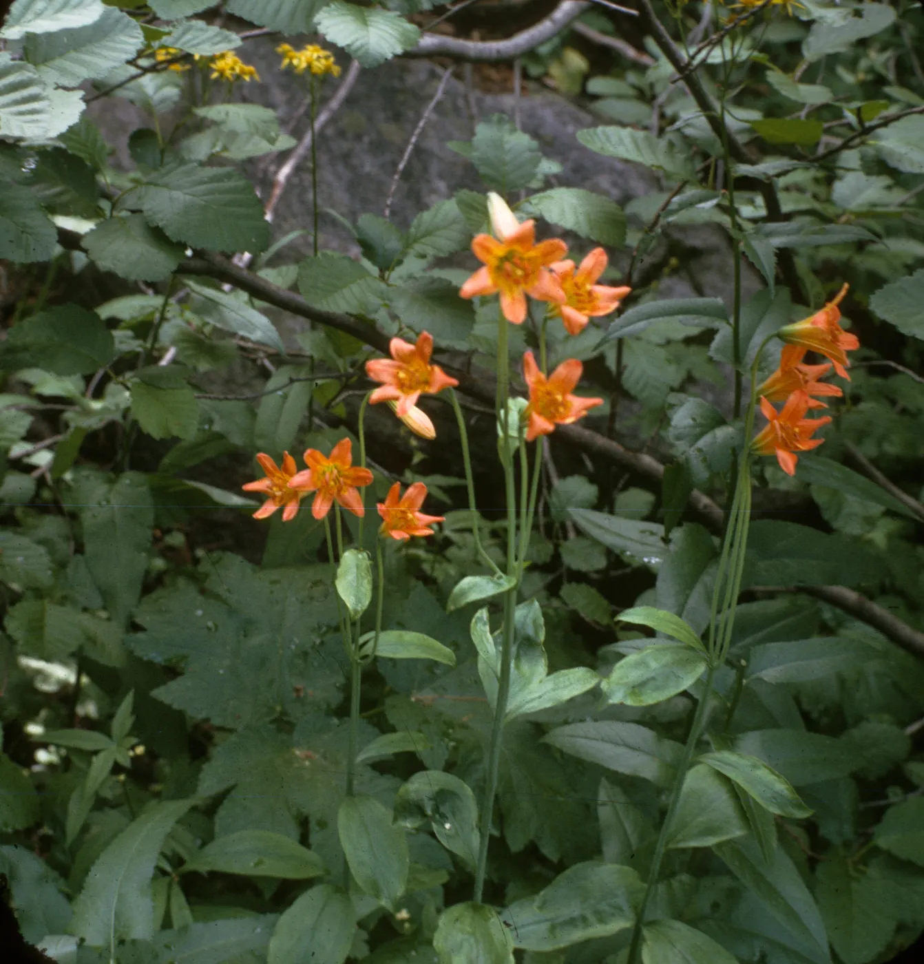 Lilium parvum, echo Lake