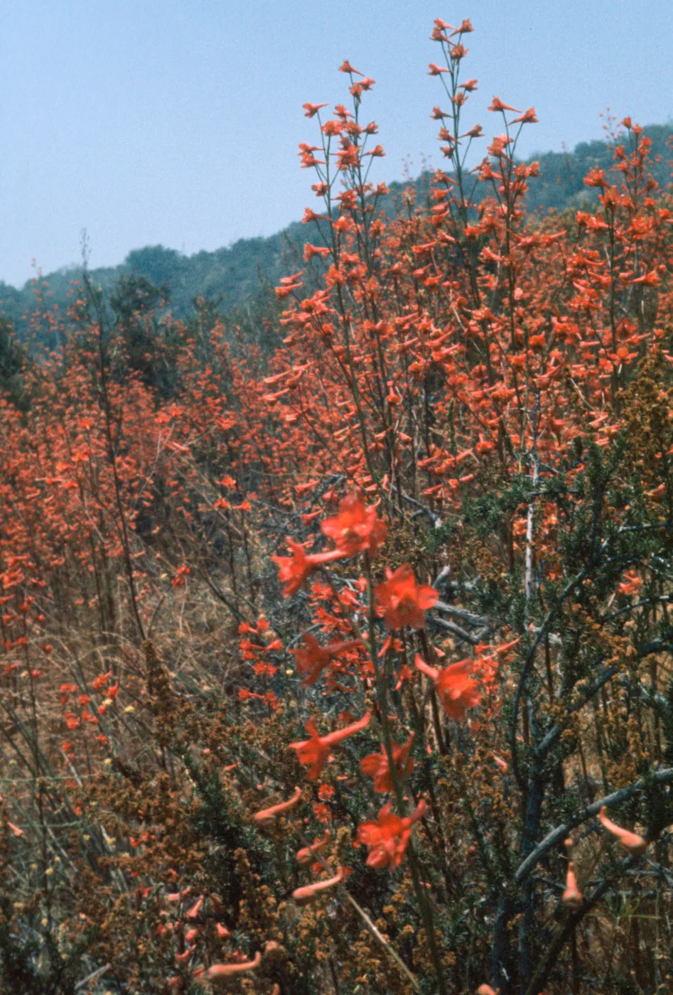Delphinium cardinale