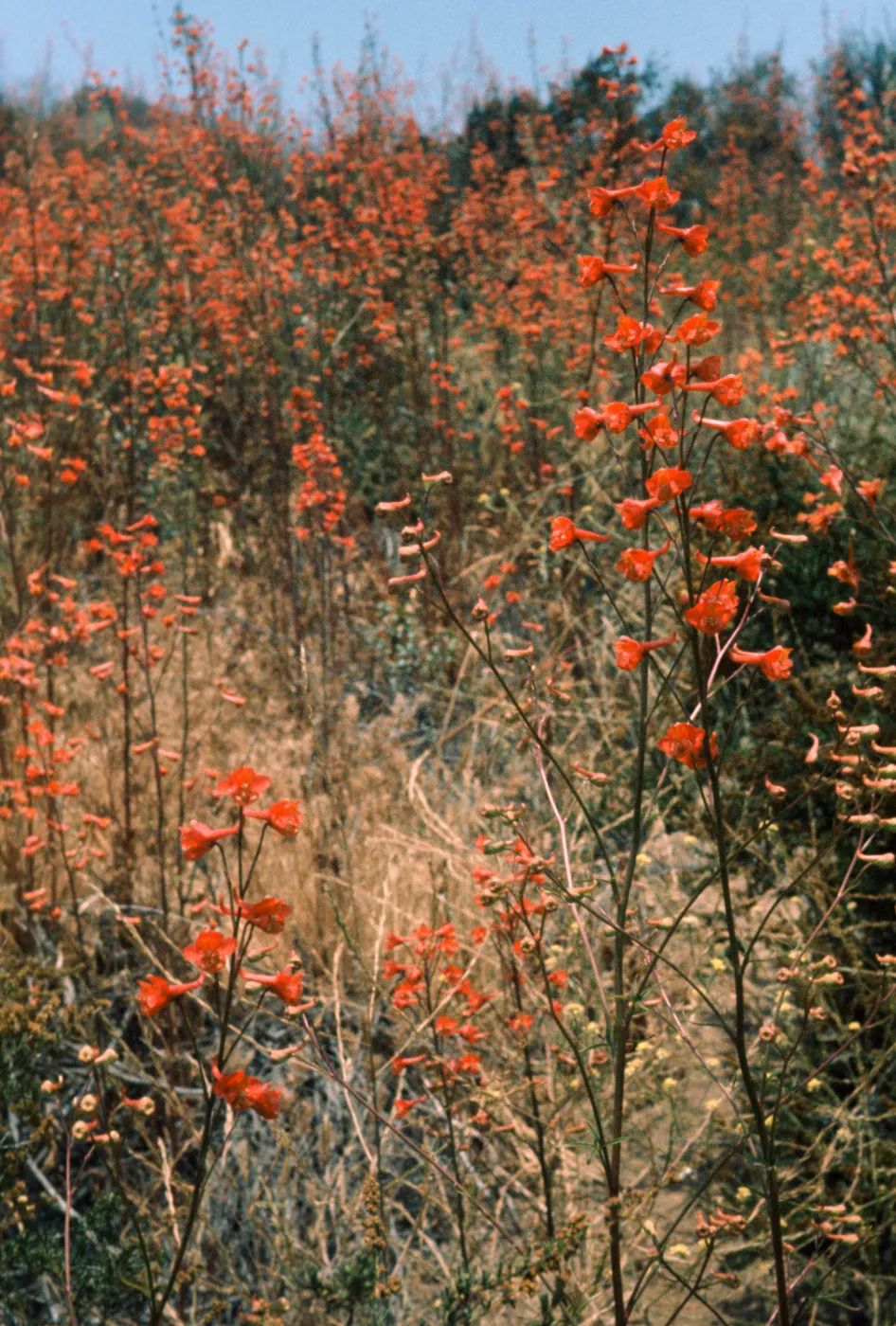 Delphinium cardinale