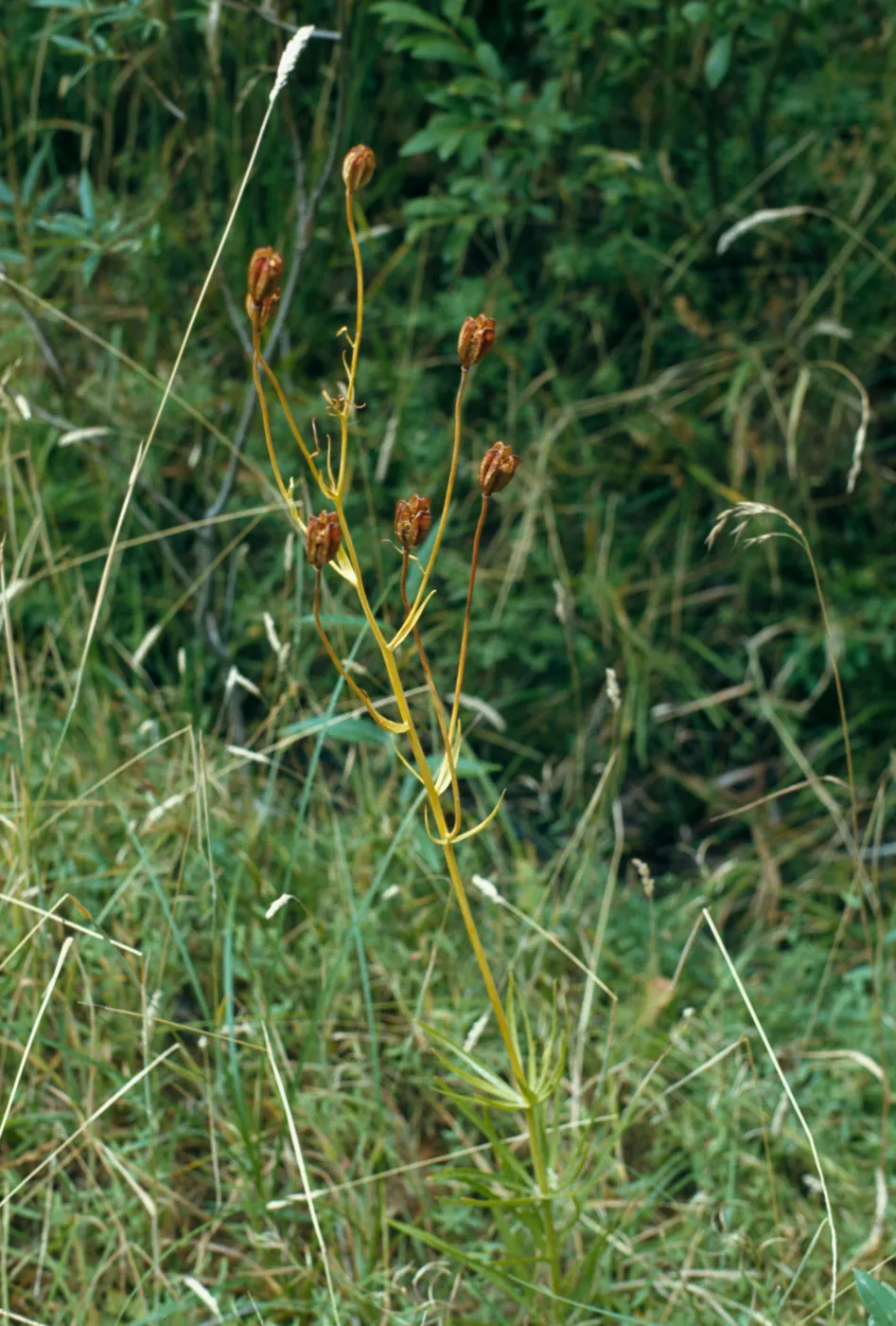 Lilium wigginsii