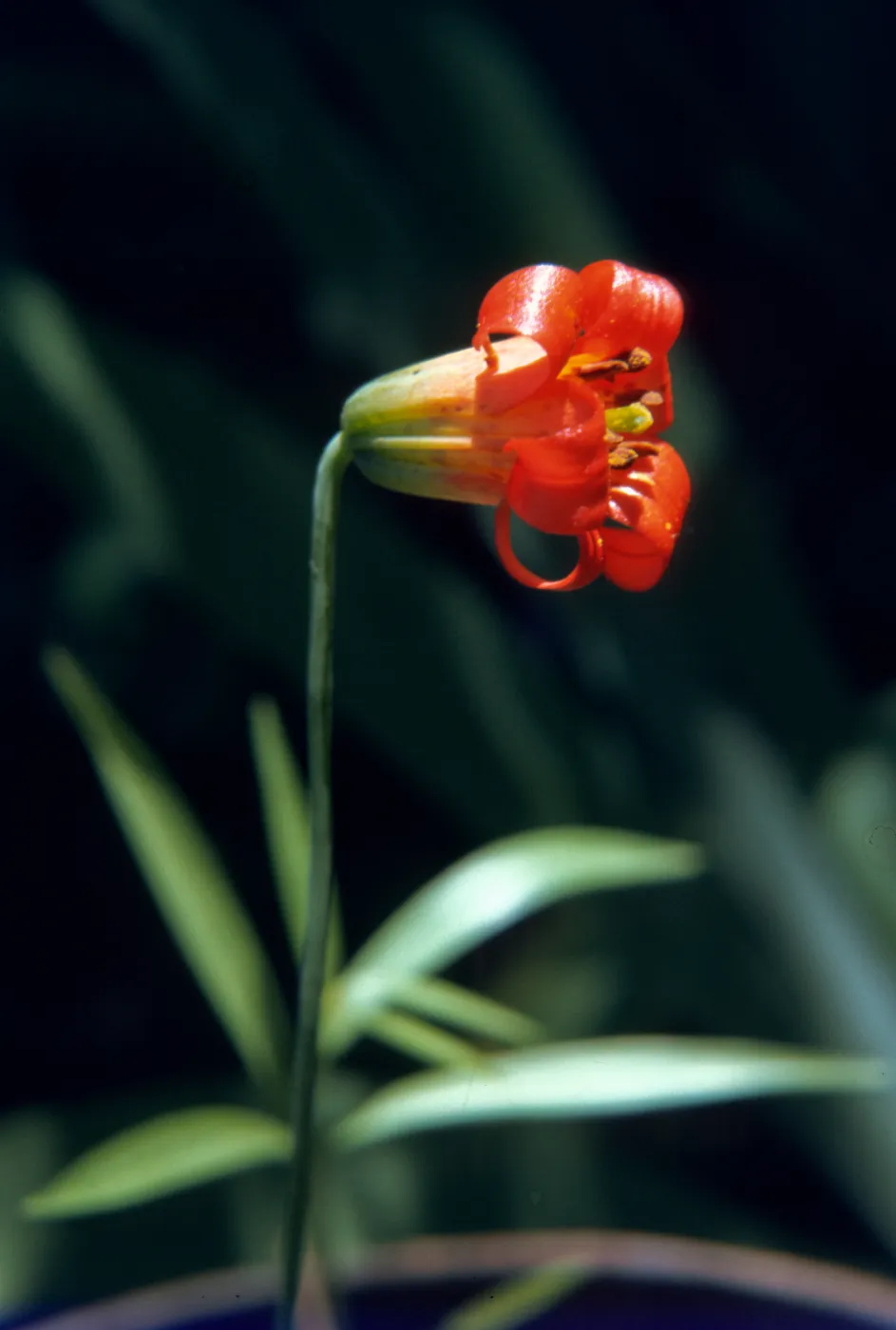 Lilium maritimum, north of Ft Bragg