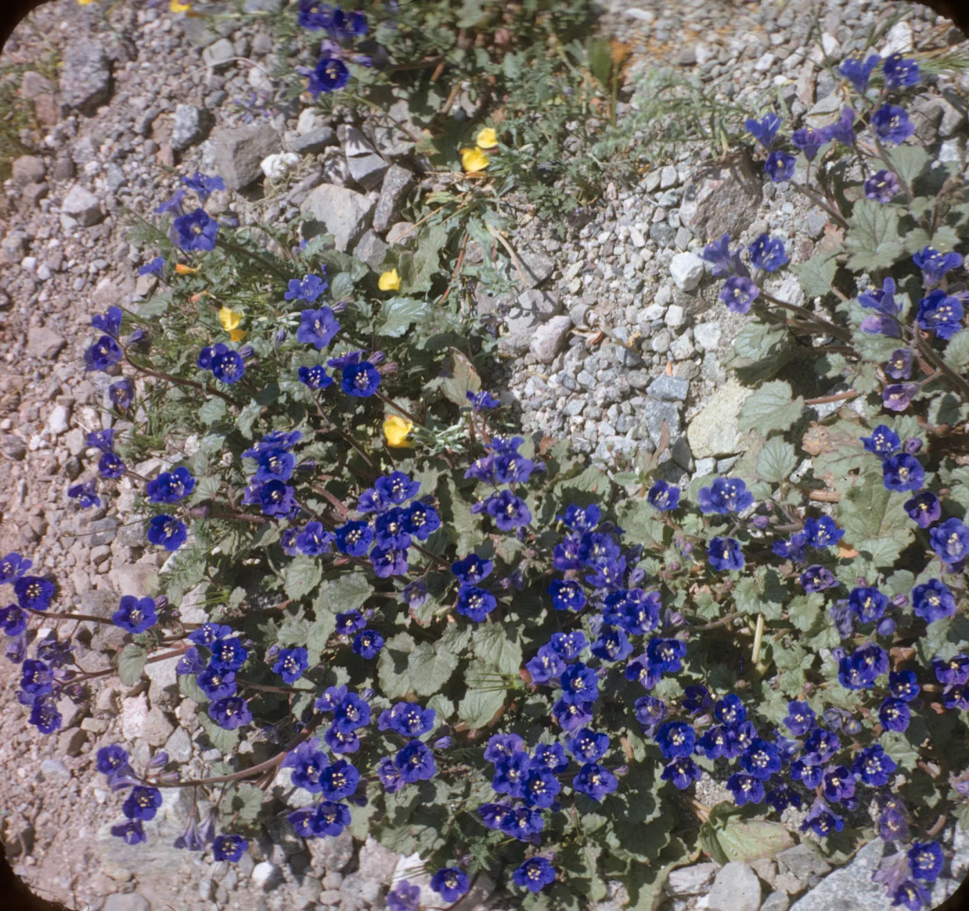 Phacelia campanularia