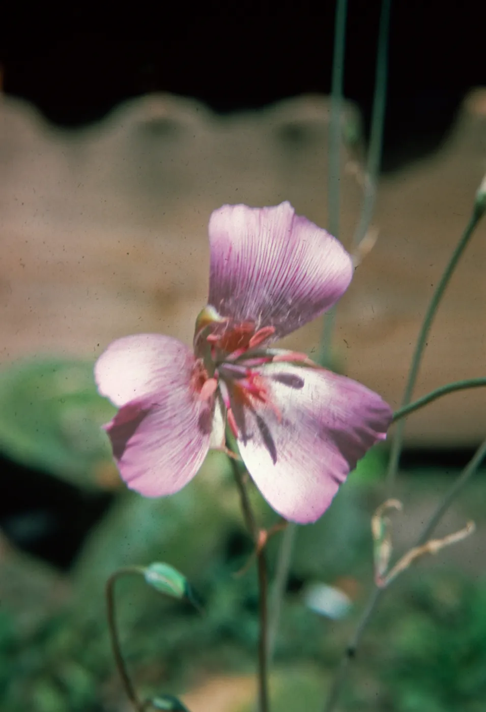 Calochortus striatus, Lancaster