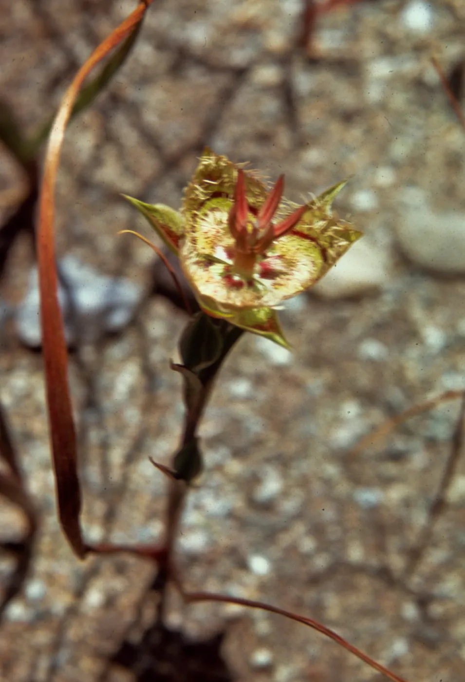 Calochortus tiburonensis