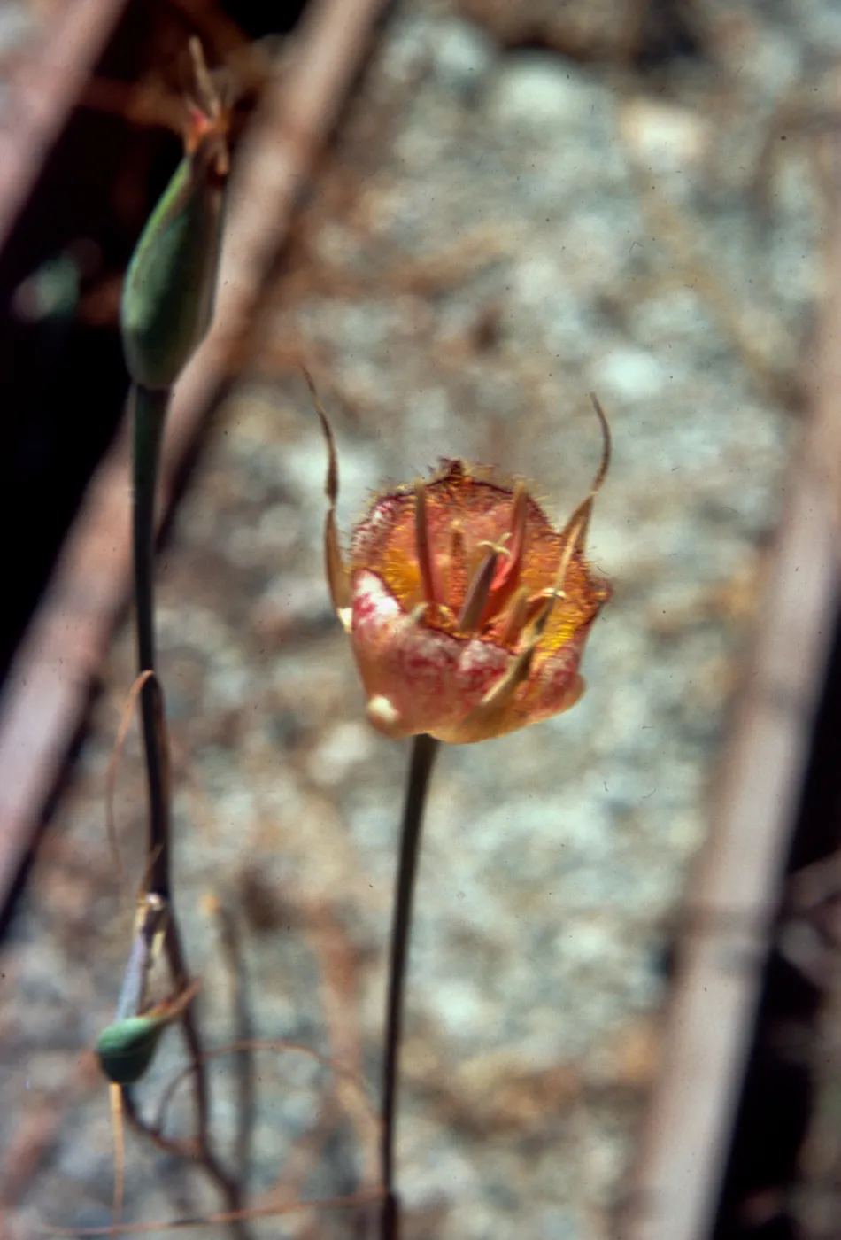 Calochortus weedii var. vestus