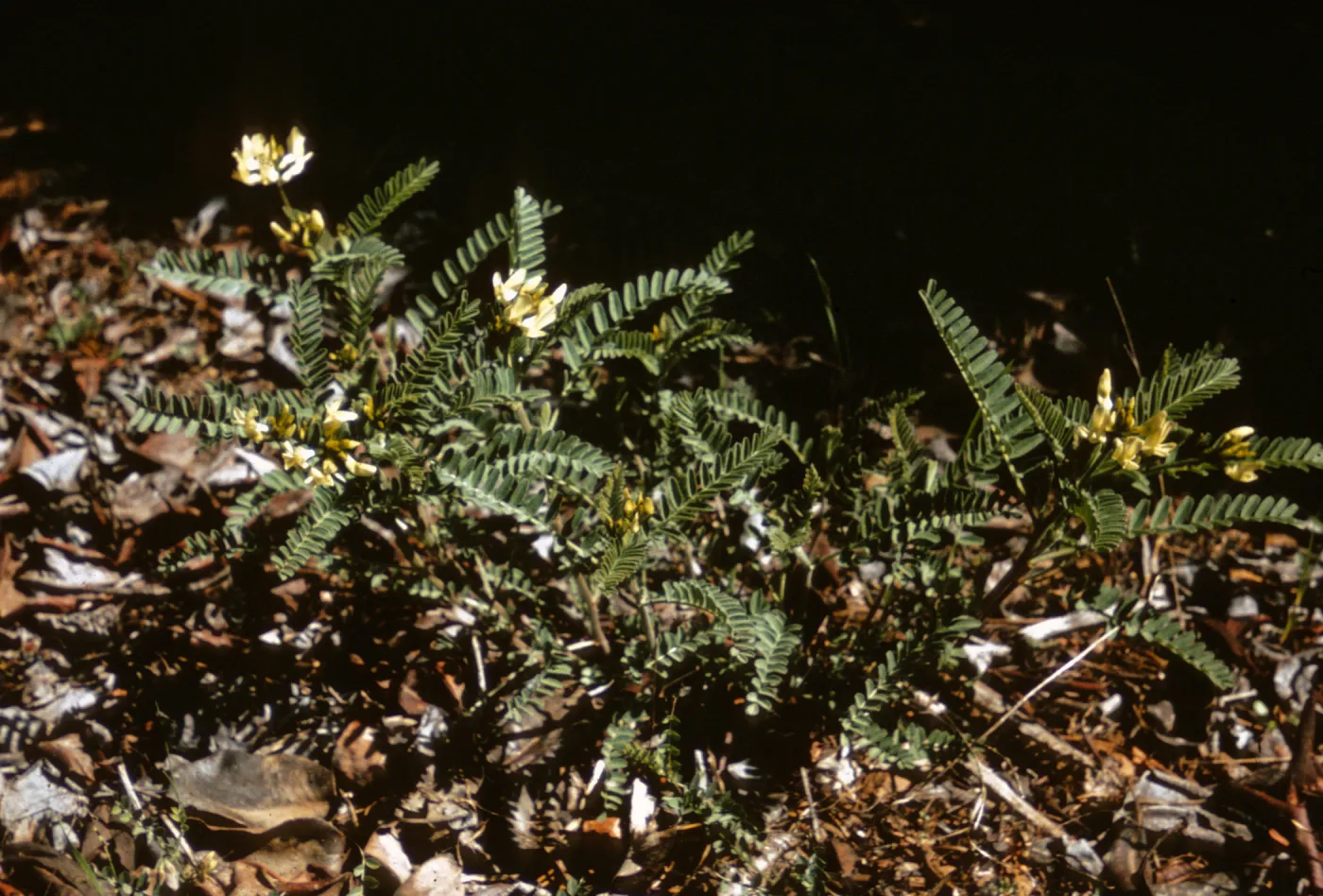 Astragalus, Williams Creek, Jackson County, Oregon