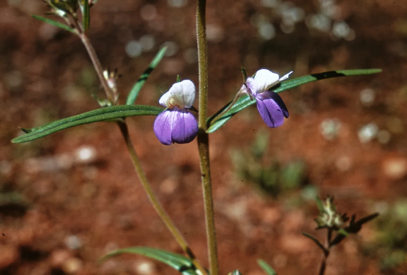 Collinsia rattanii, Josephine County, Oregon