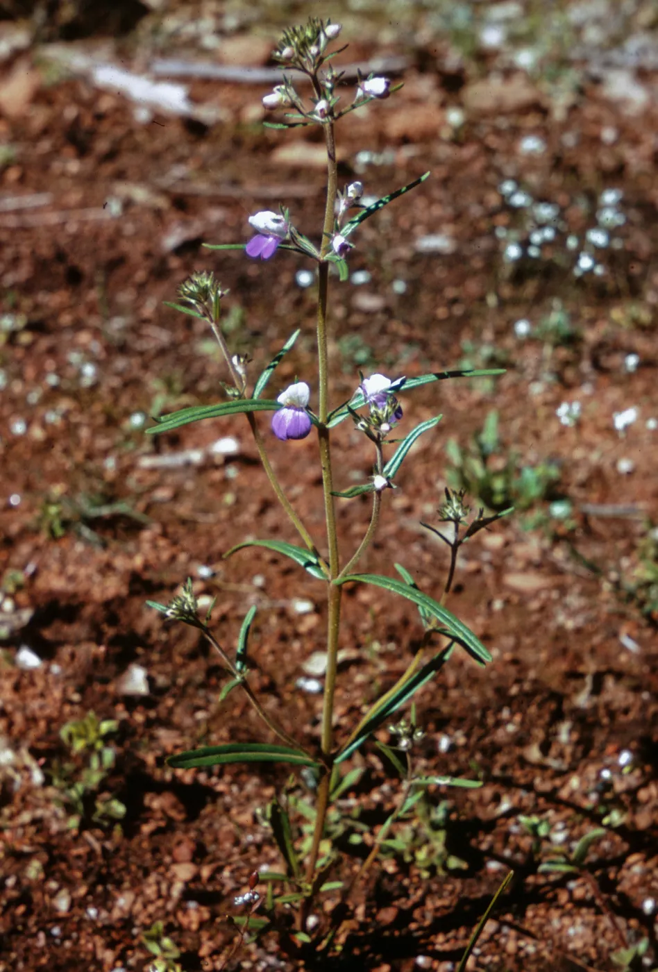 Collinsia rattanii, Josephine County, Oregon