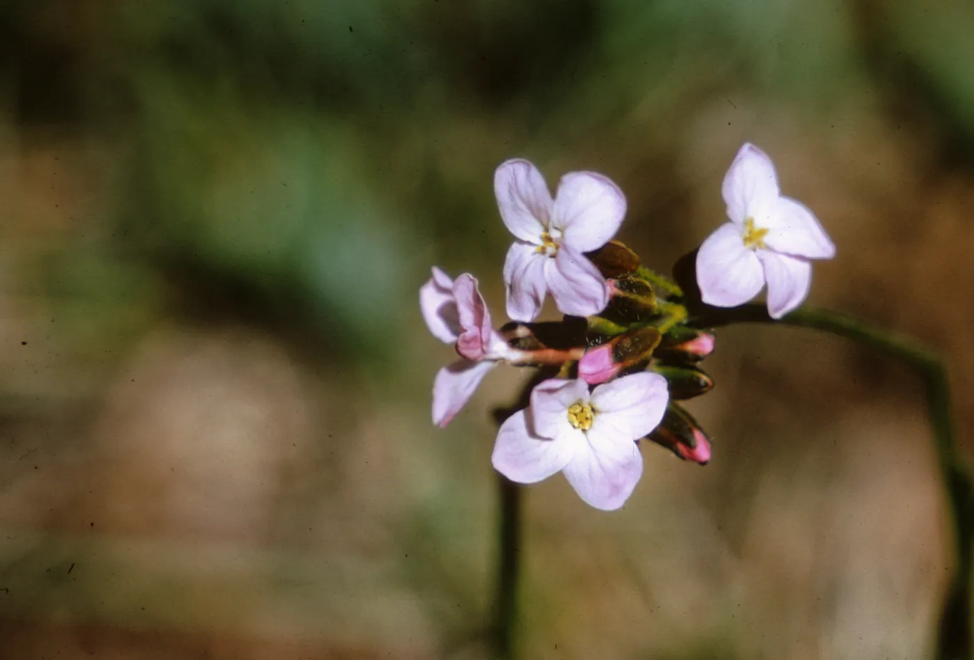 Arabis divaricarpa var. interposita, Josephine County, Oregon