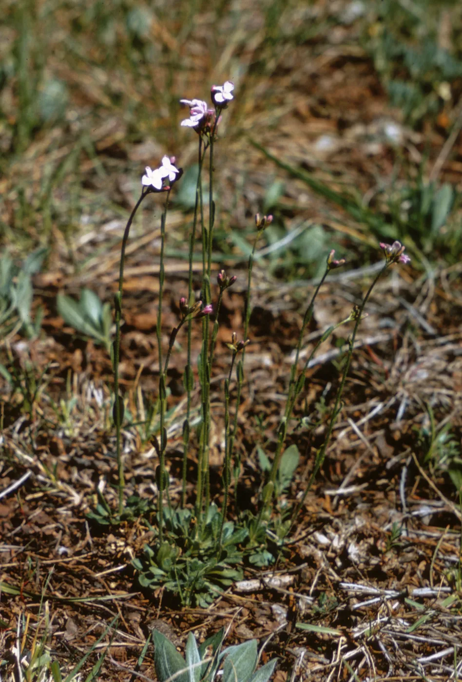 Arabis divaricarpa var. interposita, Josephine County, Oregon