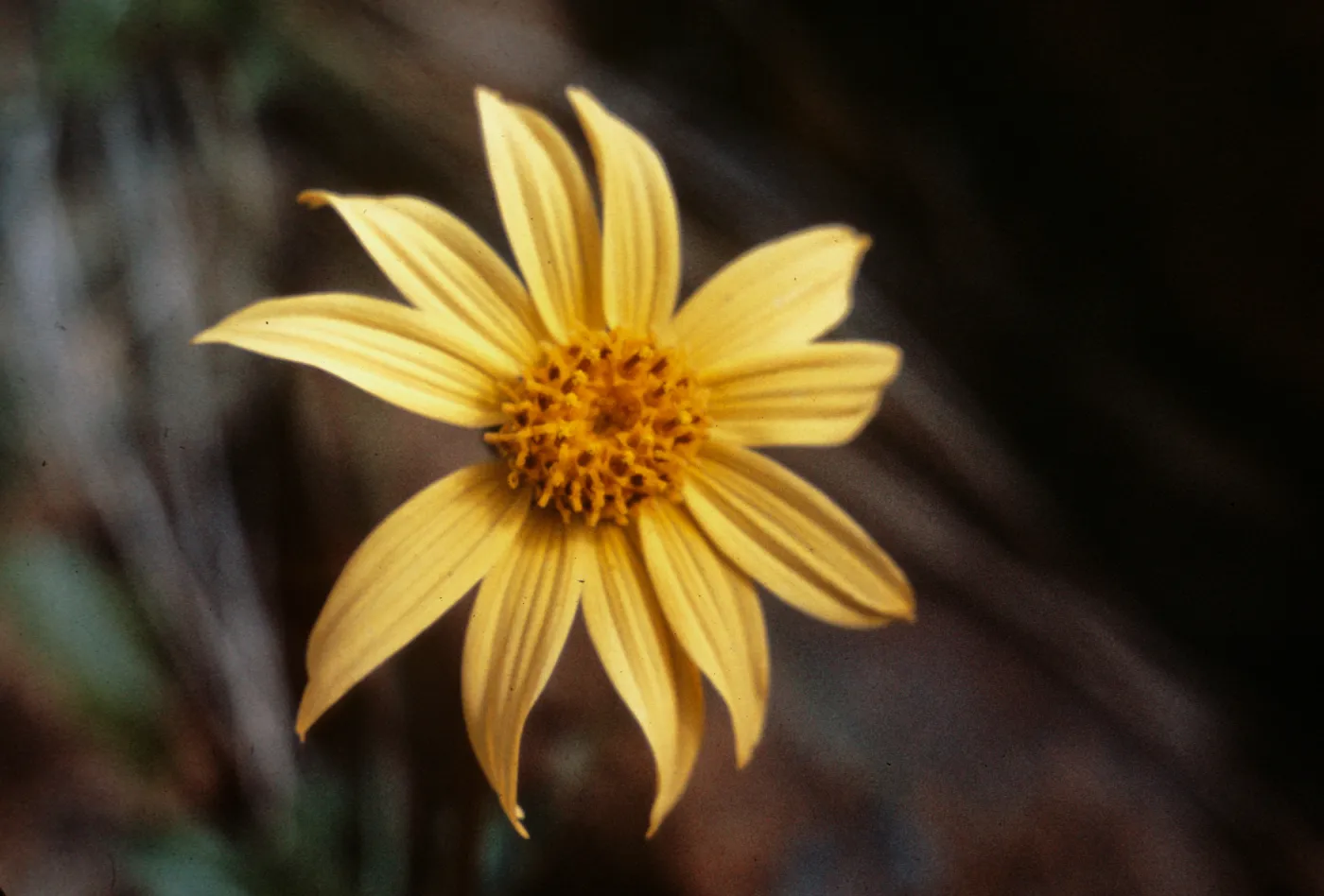 Arnica chamissonis ssp. foliosa, Josephine County, Oregon