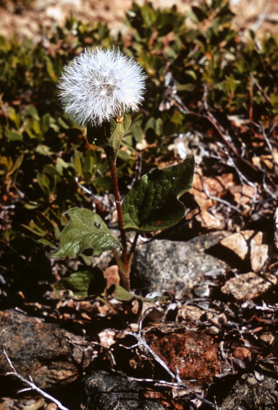 Arnica chamissonis ssp. foliosa, Josephine County, Oregon
