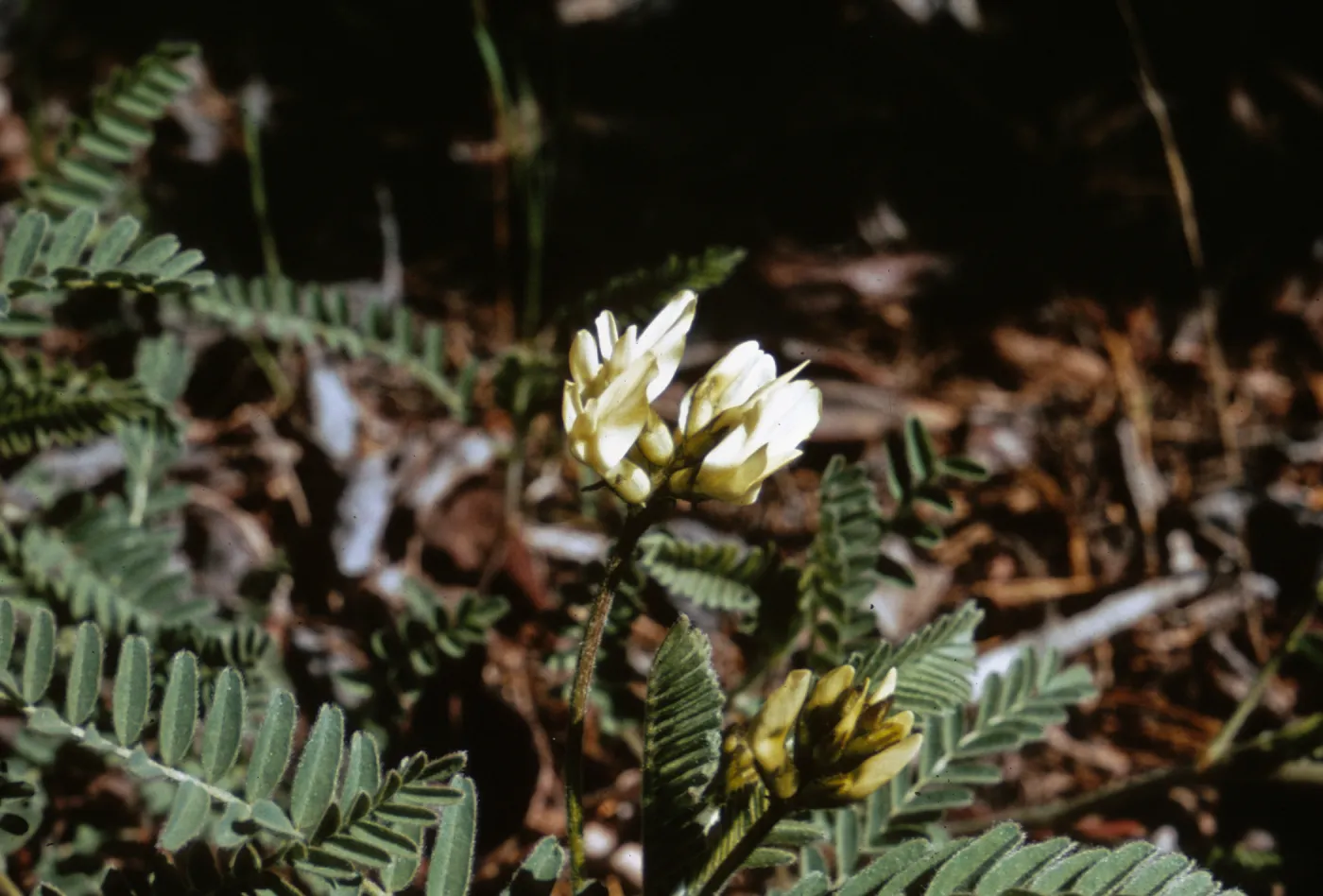 Astragalus accidens var. hendersonii, Jackson County, Oregon