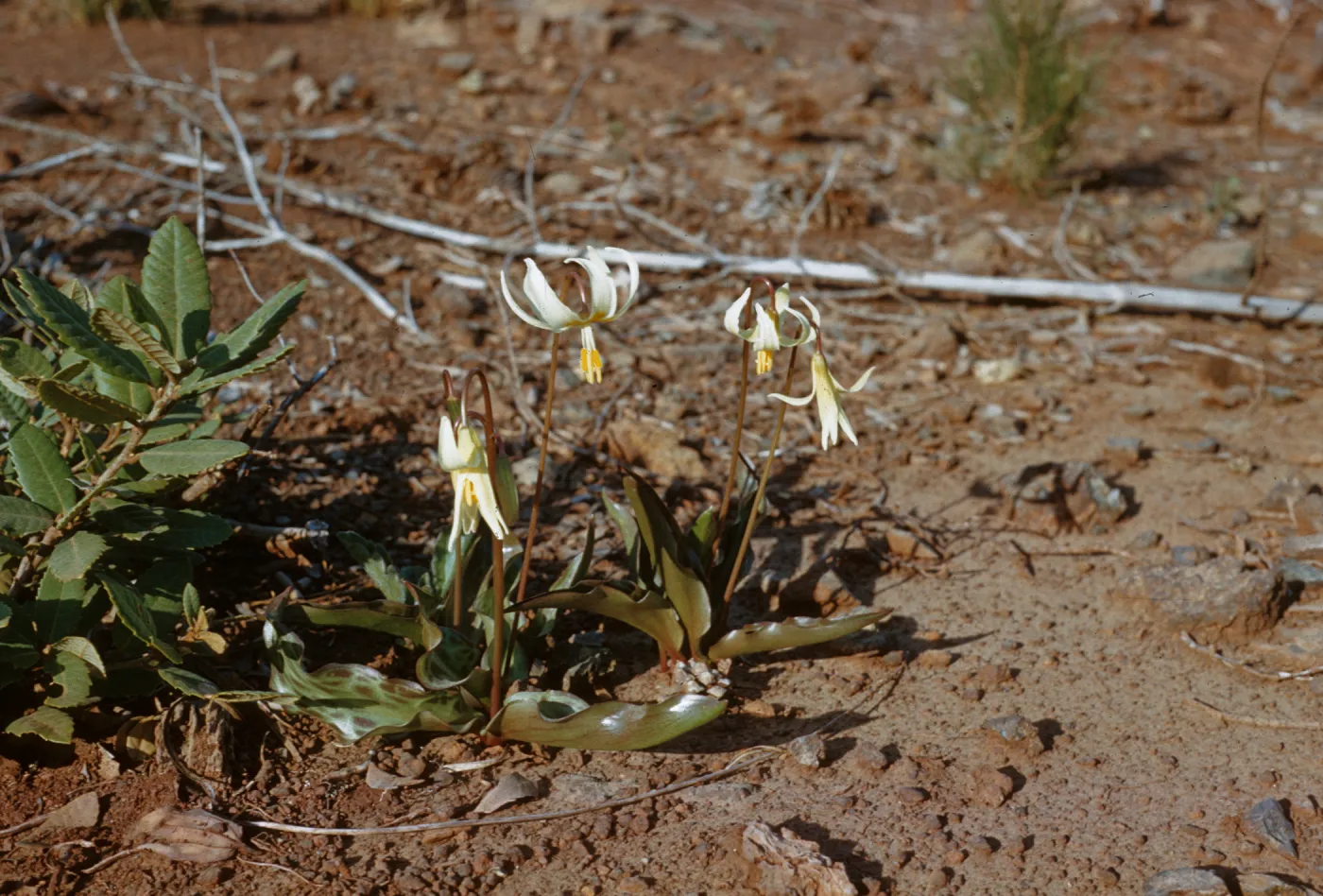 Erythronium citrinum, Fawnlily, Curry County, Oregon