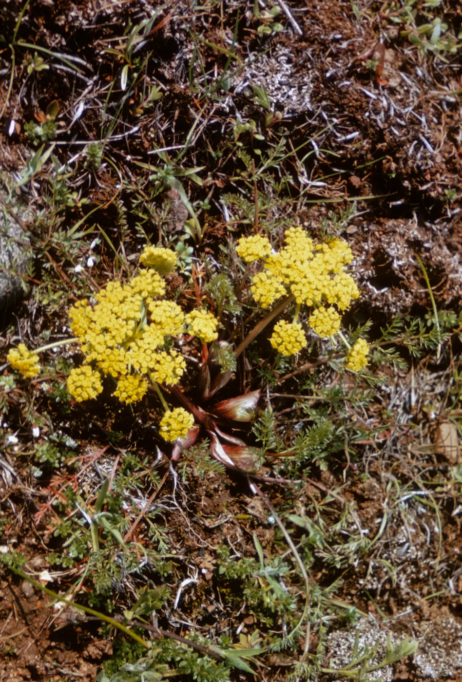 Lomatium tracyi, Jackson County, Oregon