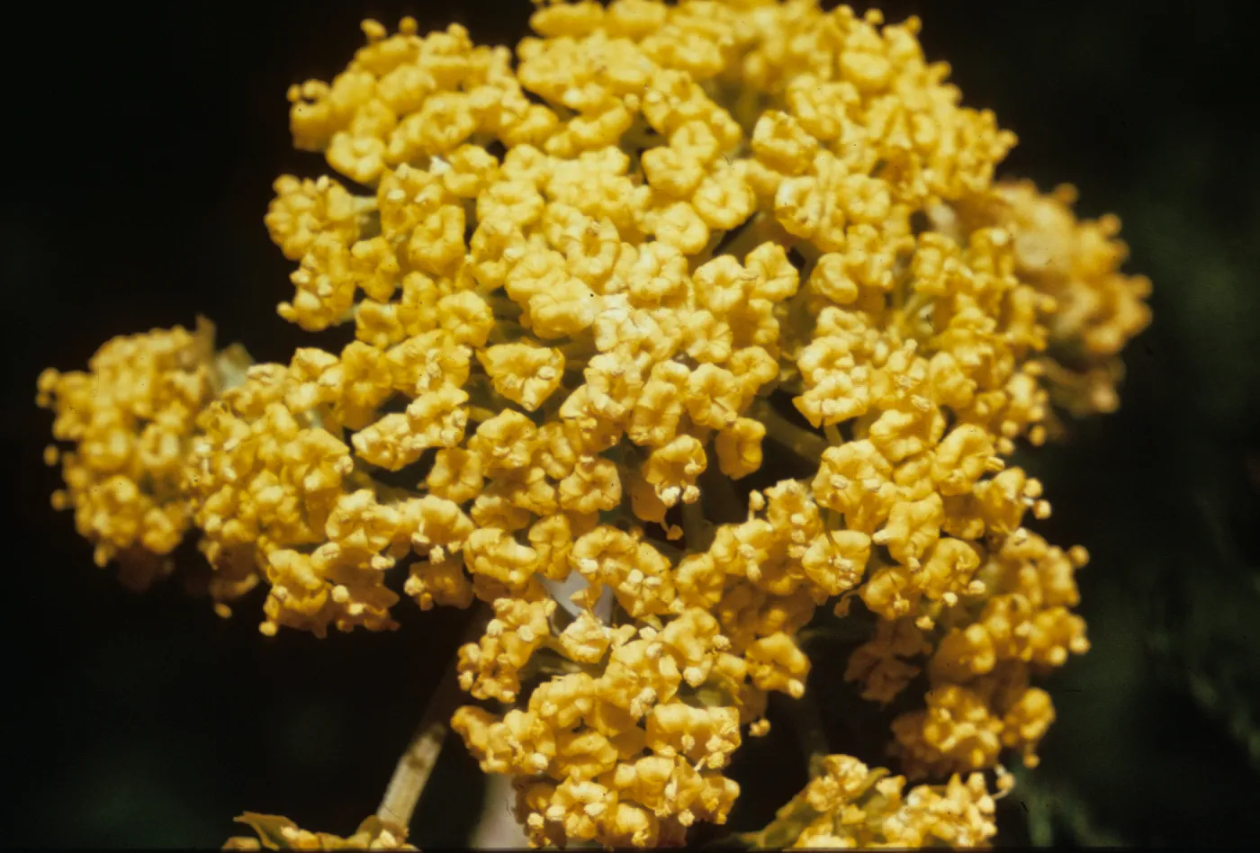 Lomatium tracyi, Jackson County, Oregon