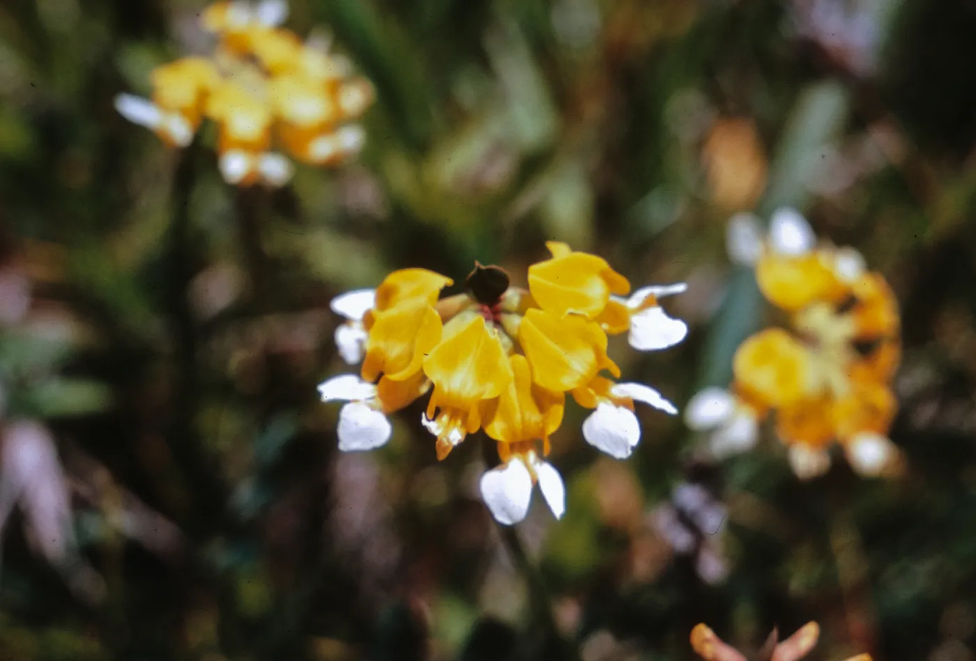 Lotus pinnatus, Josephine County, Oregon