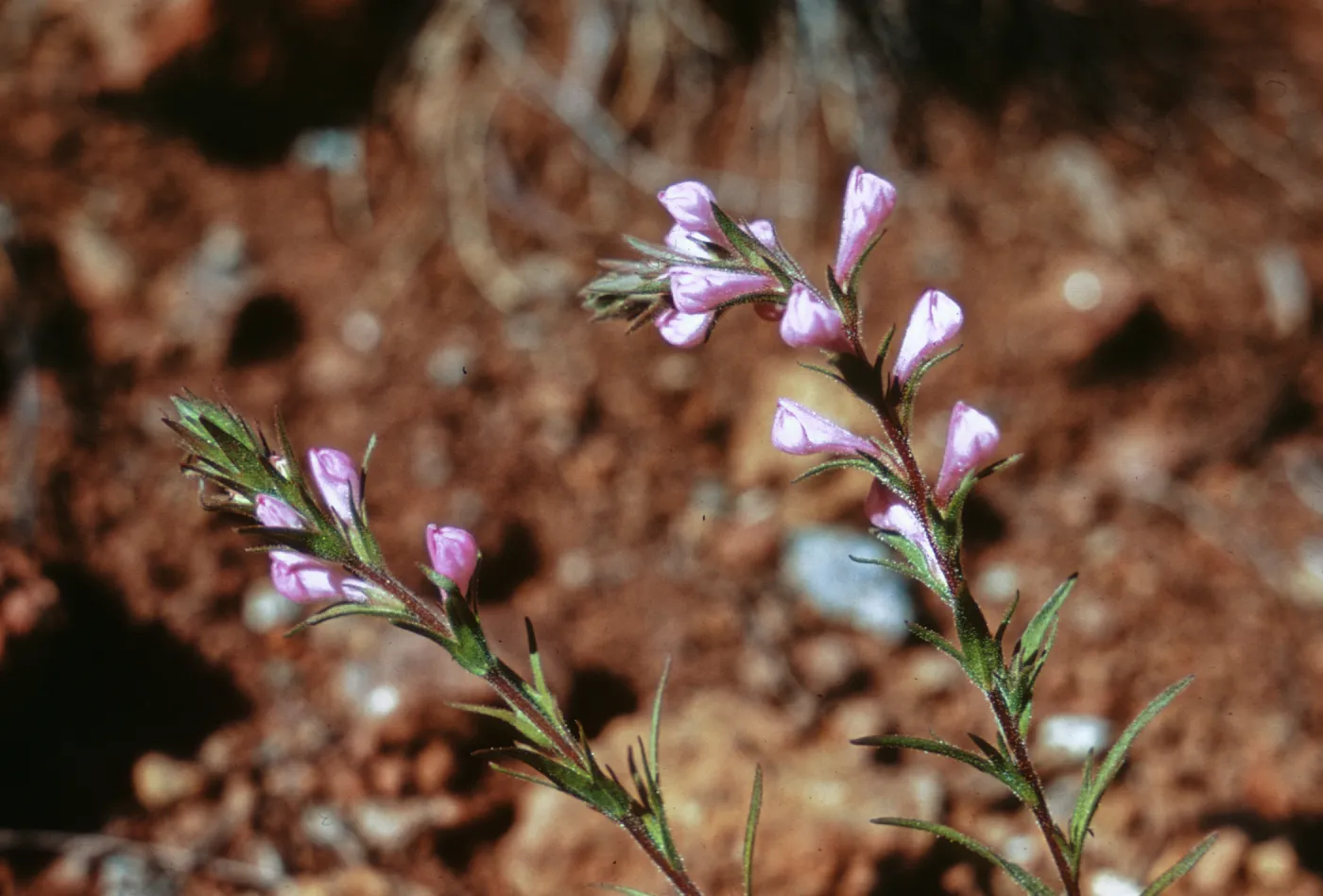 Orthocarpus bracteosus, Josephine County, Oregon