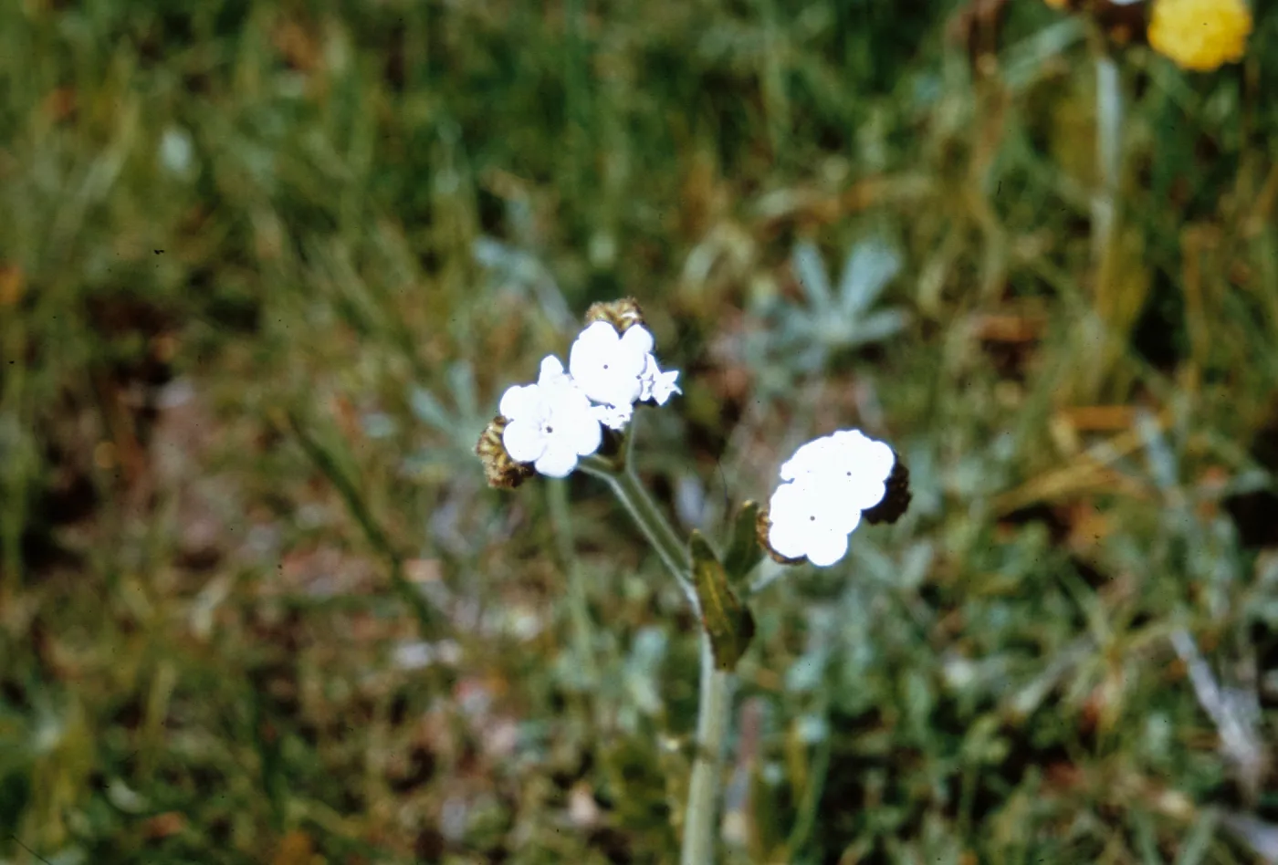 Plagiobothrys fulvus, Jackson County, Oregon