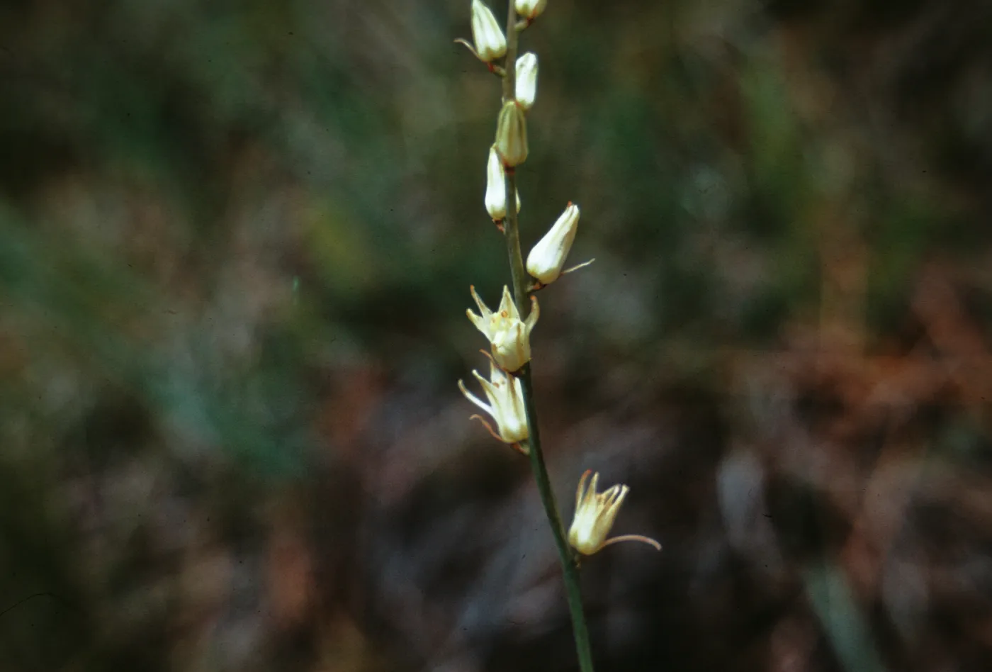Schoenolirion bracteosum, Josephine County, Oregon