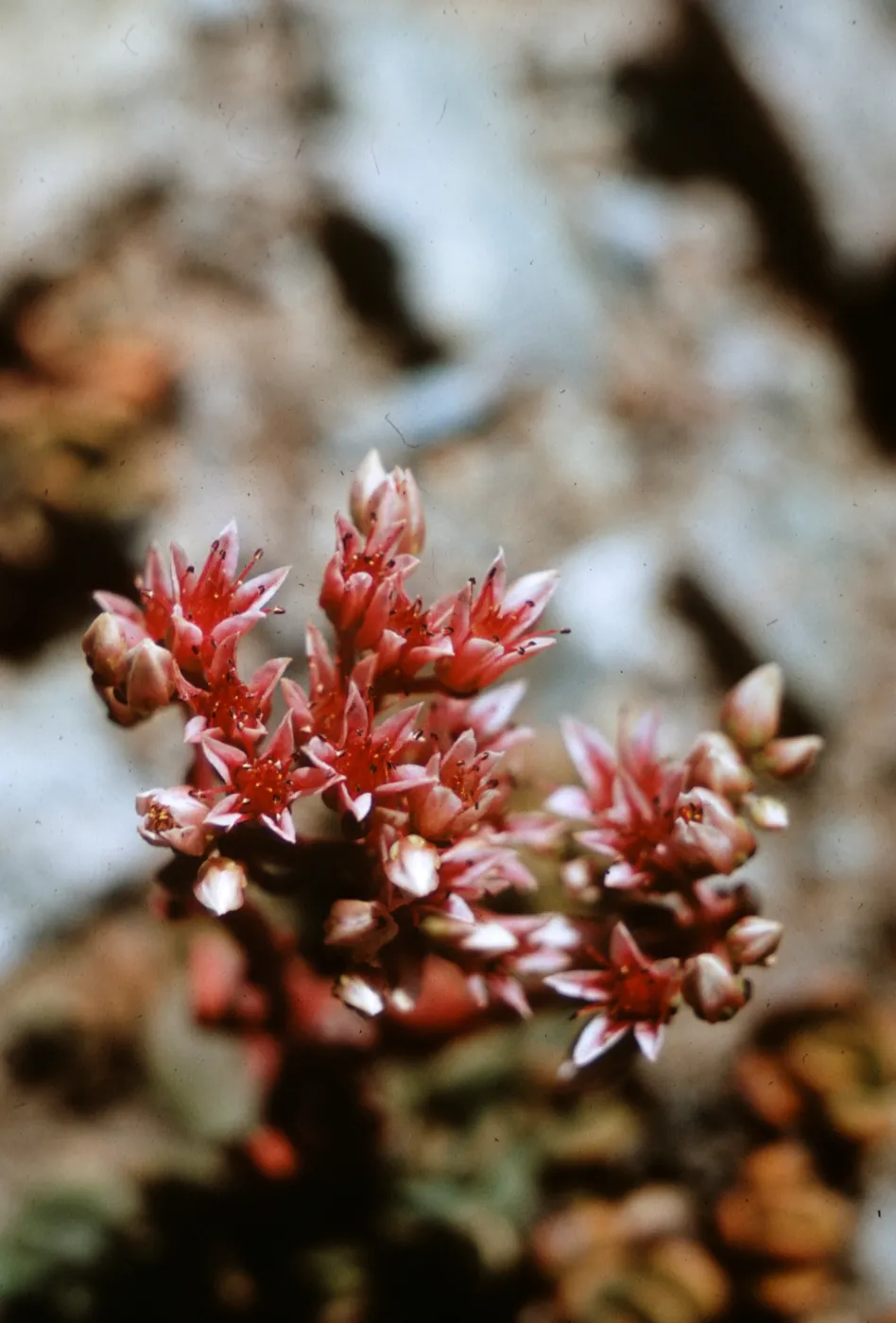 Sedum laxum ssp. heckneri, Humbolt County, California