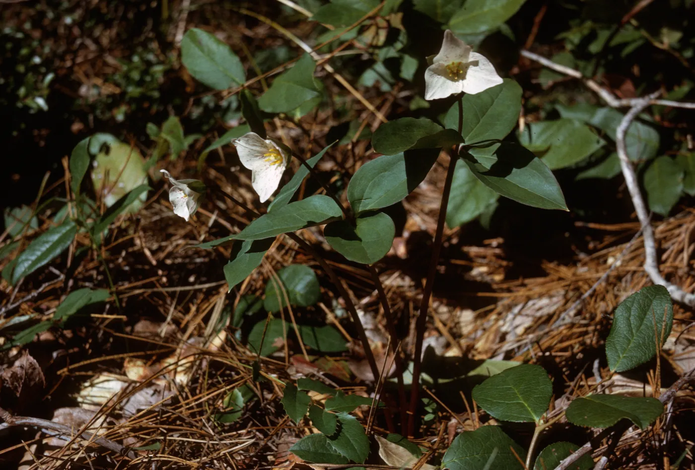Trillium rivale, Curry County, Oregon