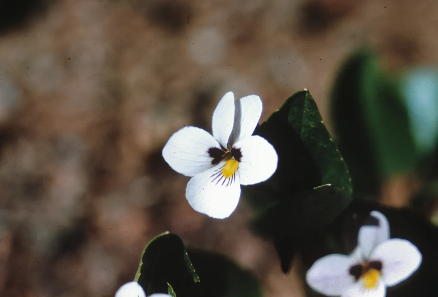 Viola cuneata, Josephine County, Oregon
