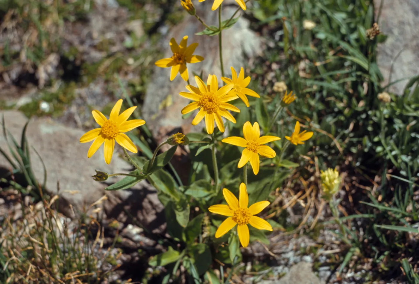 Arnica diversifolia, Wallowa County, Oregon