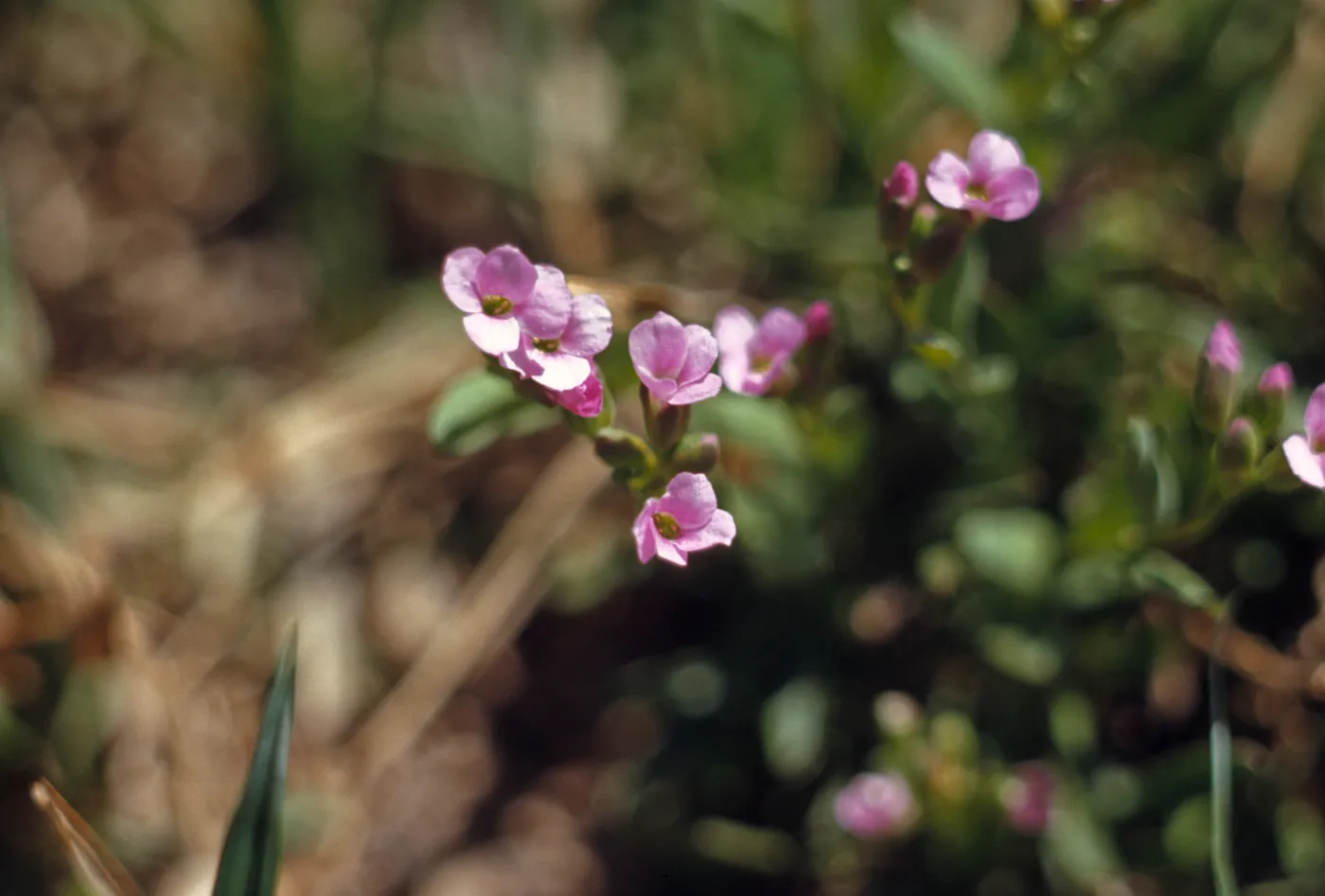 Arabis microphylla, Wallowa County, Oregon