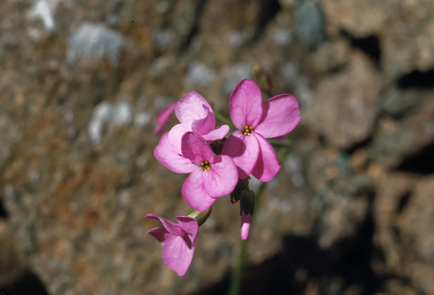 Arabis modesta, Hell Gate in Rogue River Canyon
